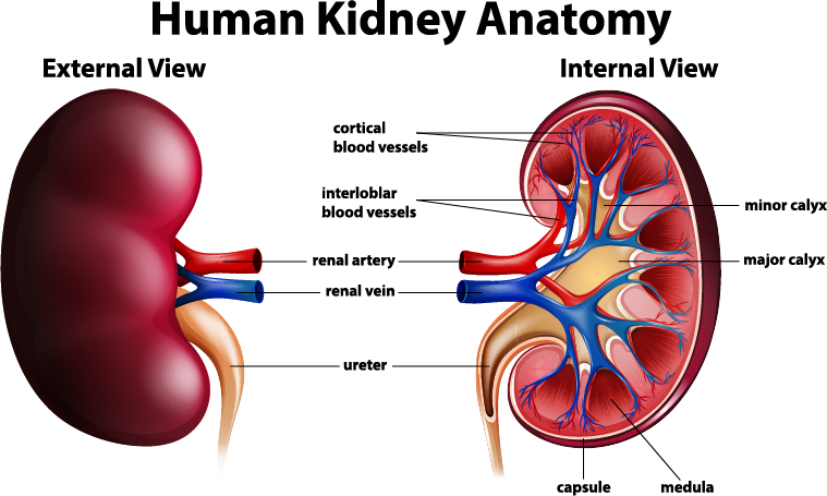 Diagrama detallado de la anatomía del riñón humano