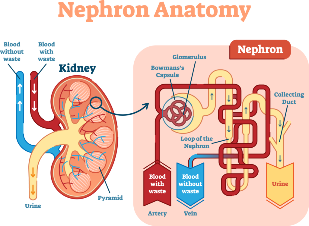 Diagramme détaillé de l'explication de l'anatomie du néphron